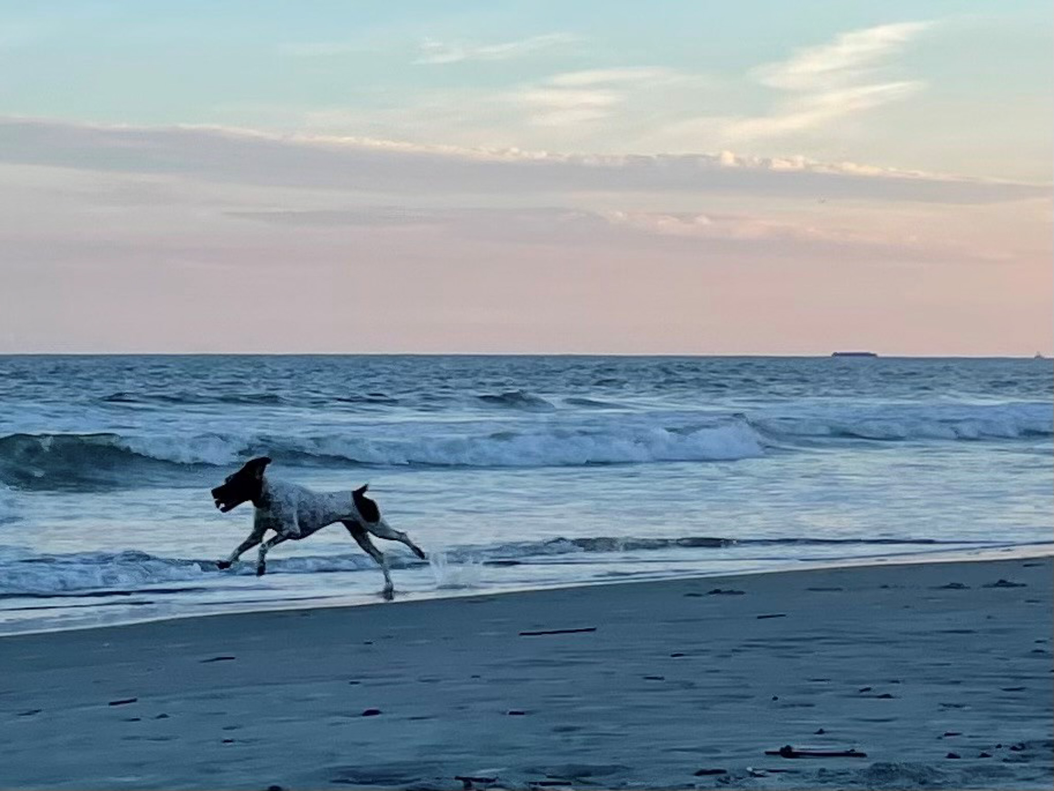 dog on beach