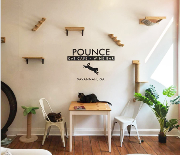 pounce cafe