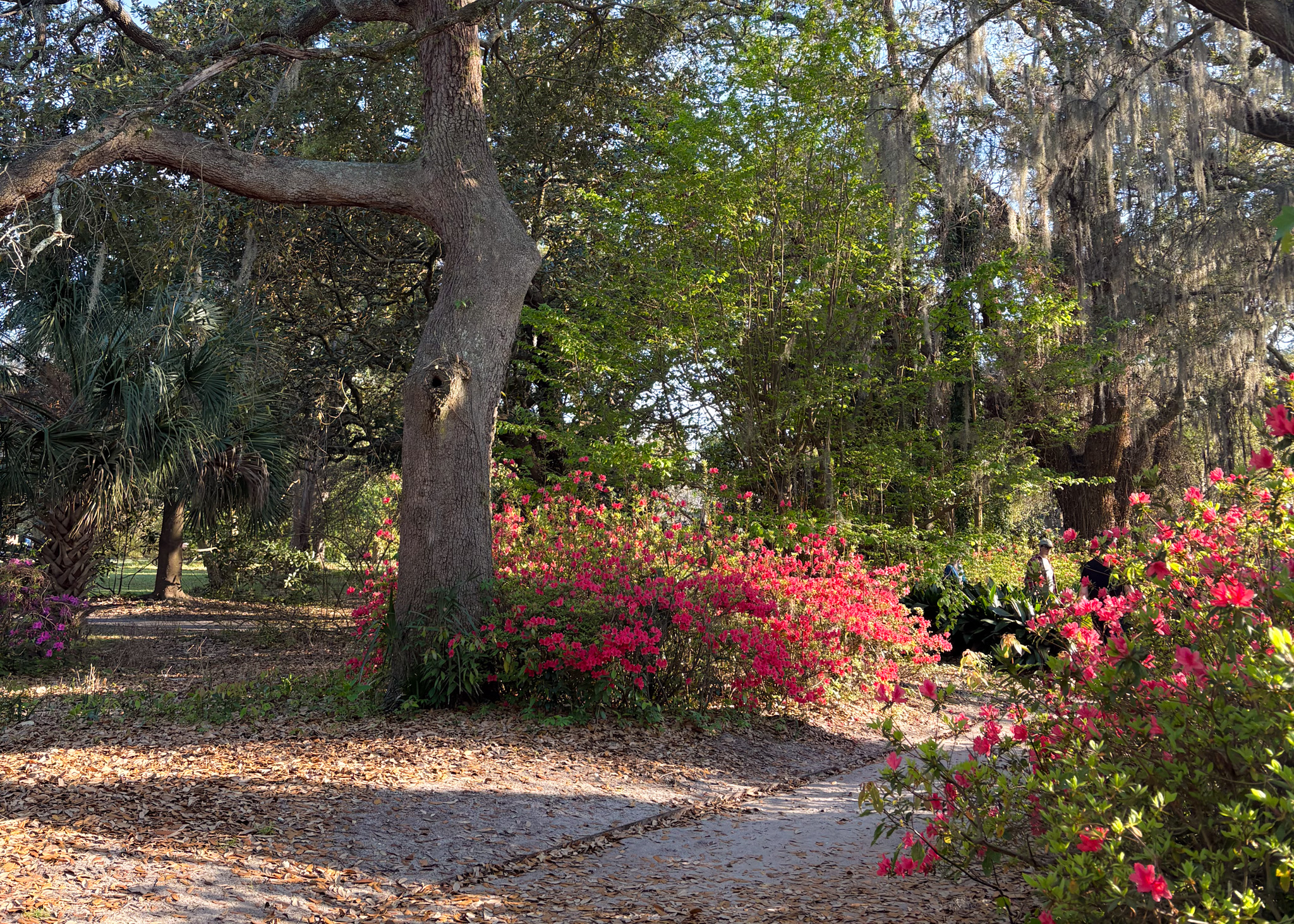 hampton park